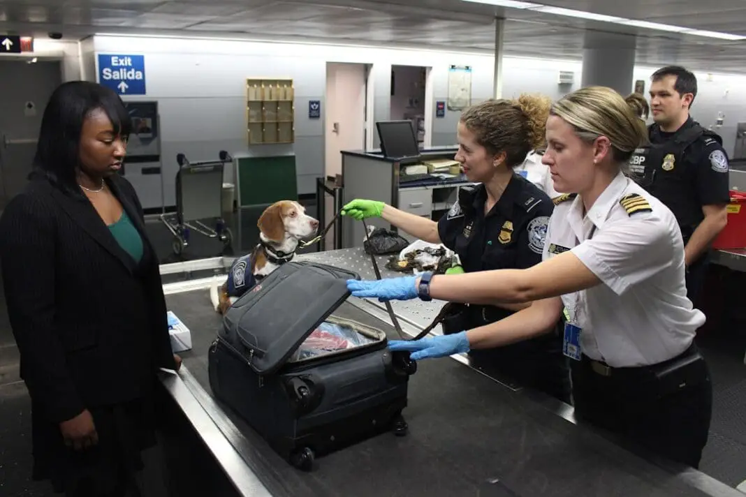 This 2017 photograph depicted a Centers for Disease Control and Prevention (CDC) Quarantine Station, Public Health Officer, as she was conducting inspections of CDC-regulated items. This type of activity takes place at 18-United States international airports, and land ports of entry, where most international travelers arrive. In this image, captured at Chicago’s O’Hare International Airport, Enya, a Customs and Border Protection (CBP) dog, had sniffed out a possible banned item in baggage claim.