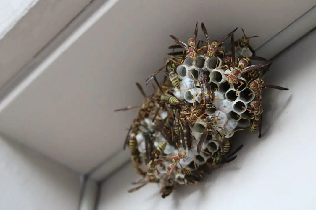 Bee Safe Bee Removal shows a close-up look at a wasp nest during a removal for an exposed beehive. Over 30,000 bees were saved!